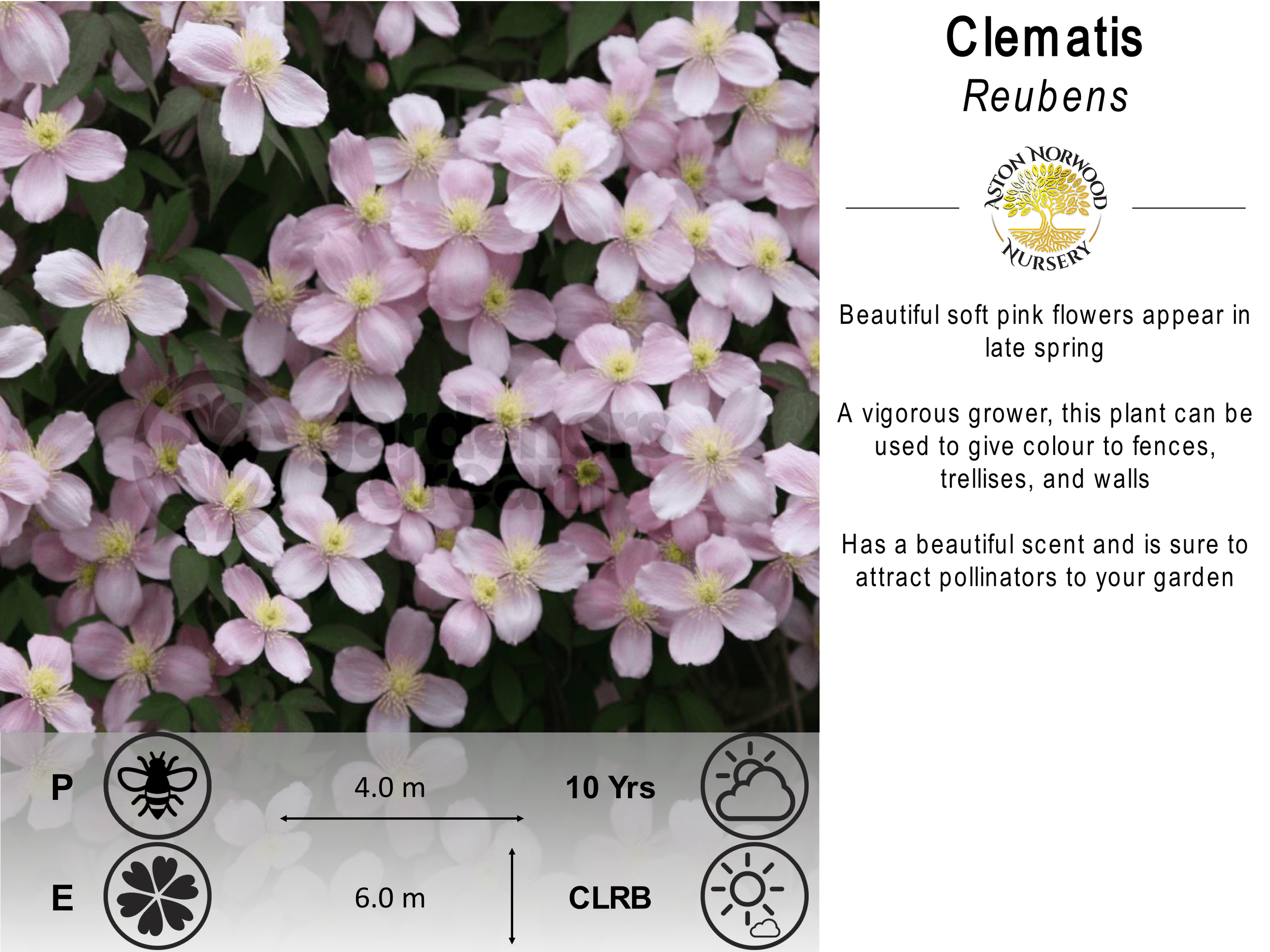 Clematis Reubens