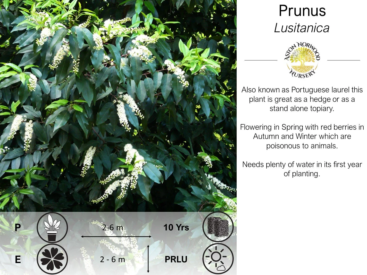Prunus Lusitanica (Portugese Laurel)