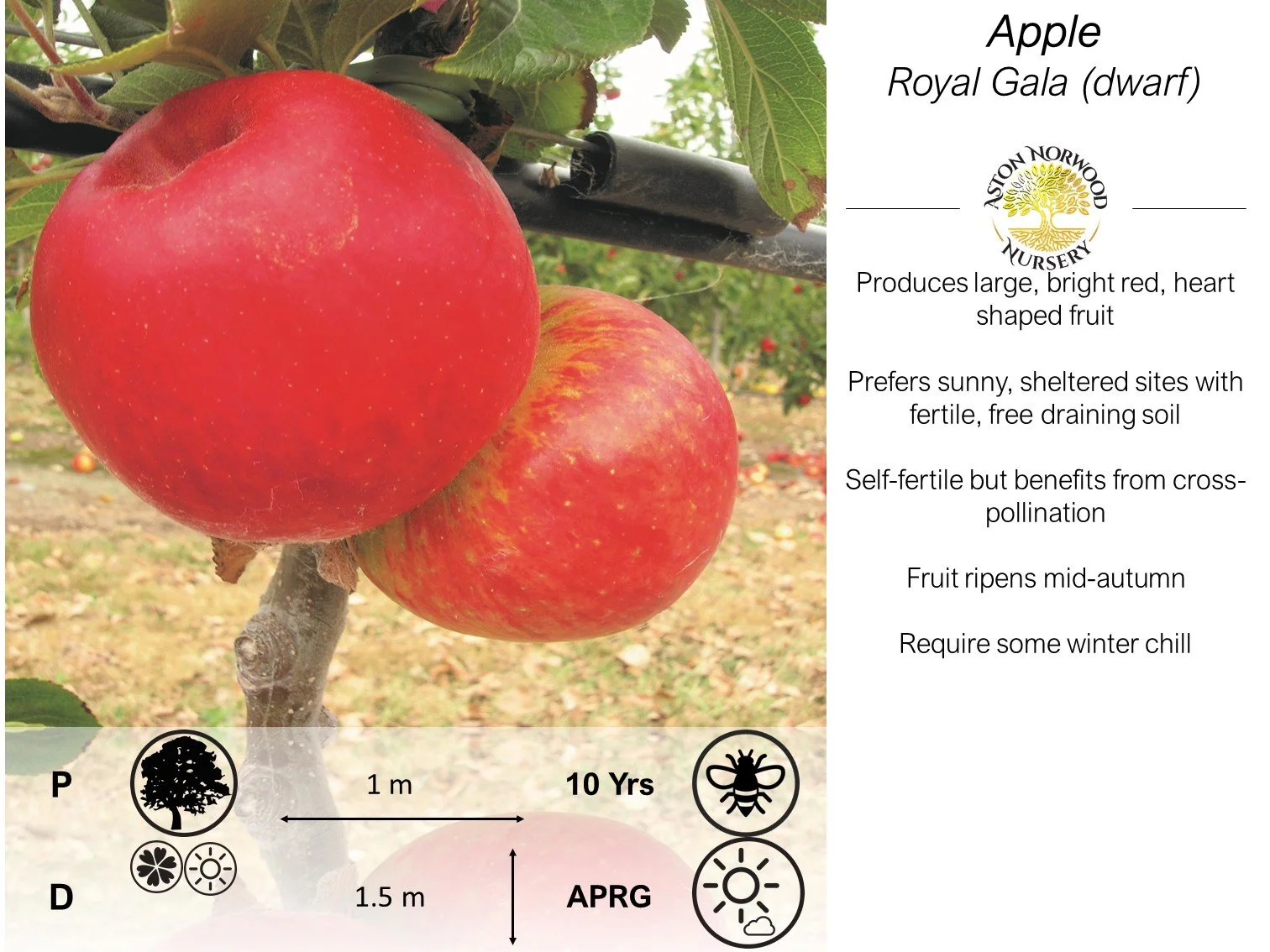 Apple Royal Gala MM106