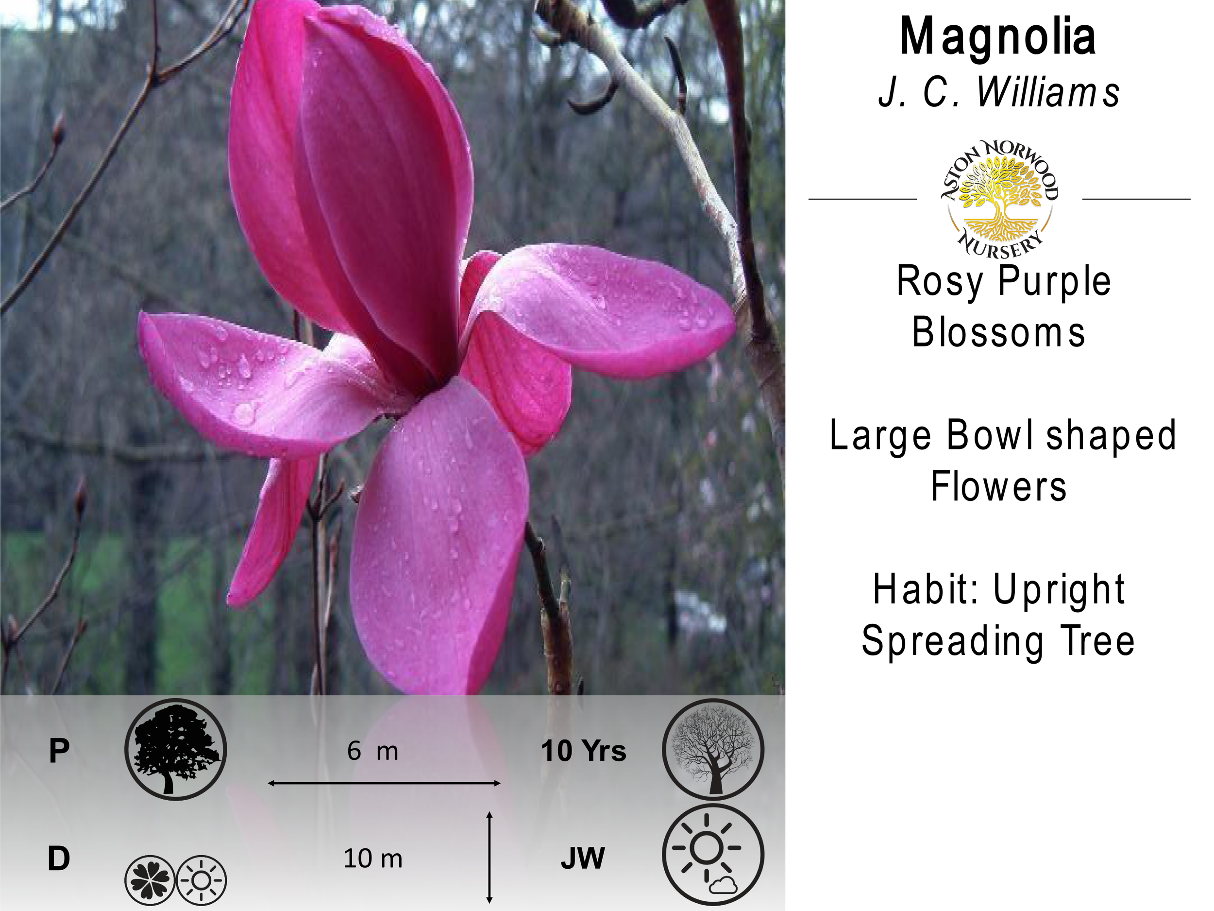 Magnolia JC Williams