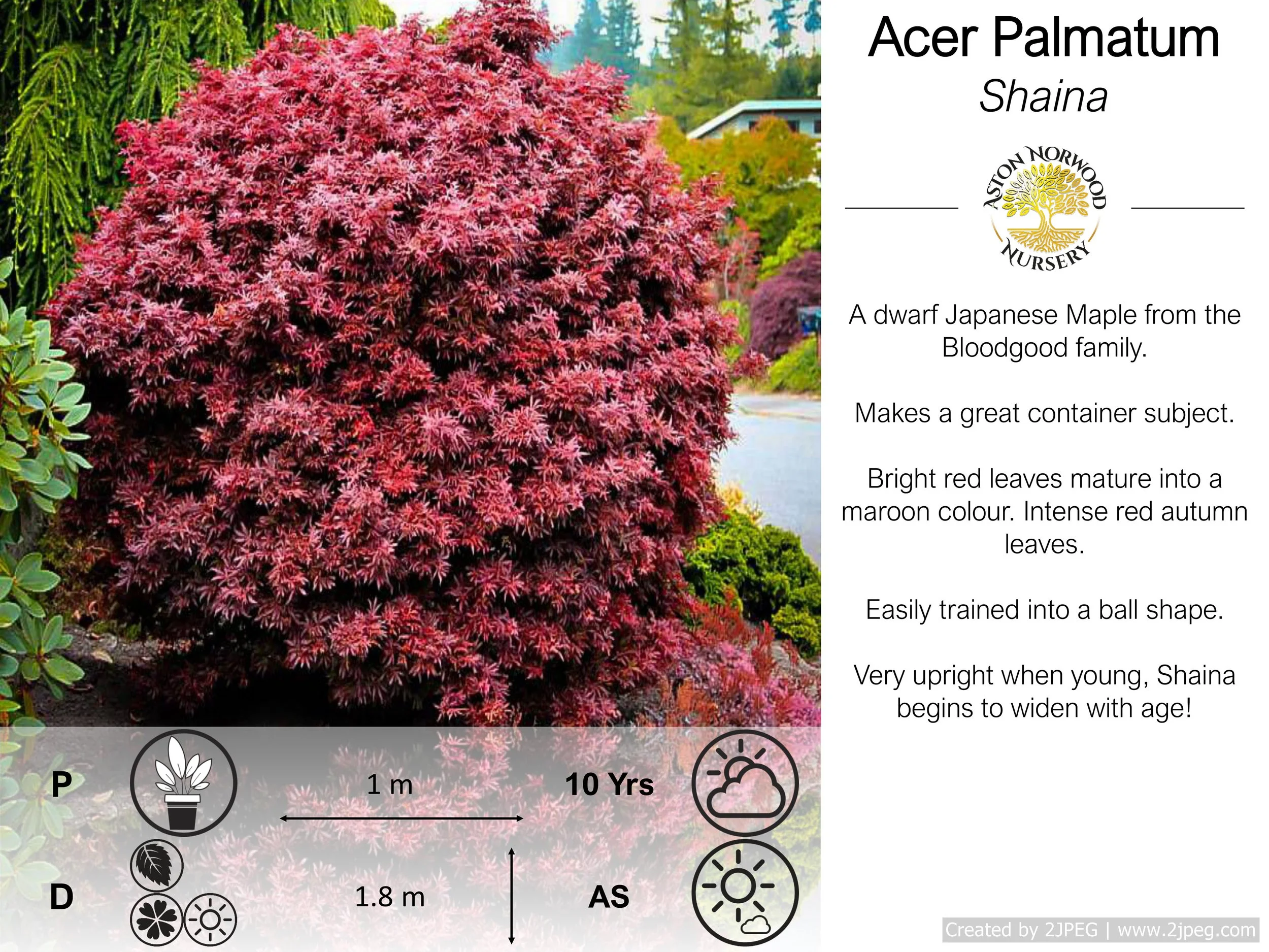 Acer Palmatum Shaina