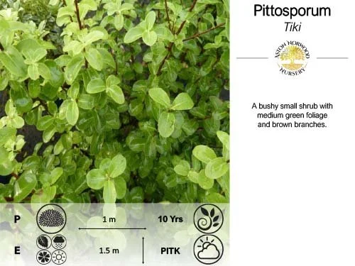 Pittosporum Tiki
