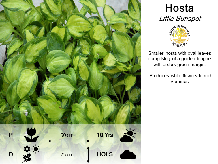 Hosta Little Sunspot