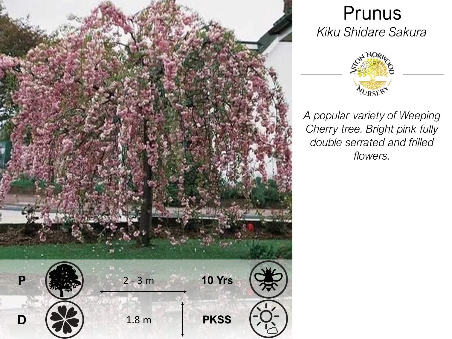 Prunus Kiku-shidare sakura