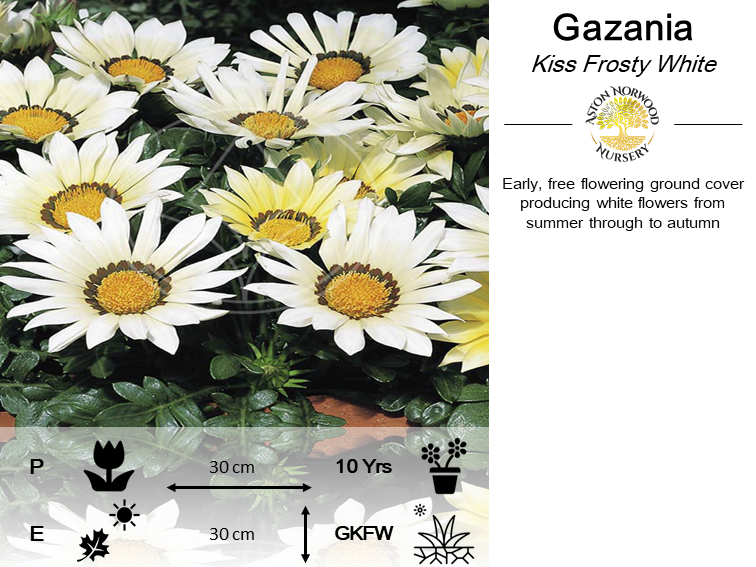 Gazania Kiss Frosty White