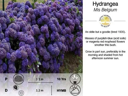 Hydrangea Miss Belgium