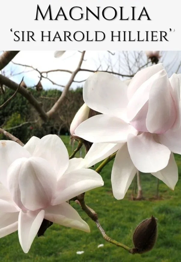 MagnoliaSirHaroldHillierBareRooted.jpg