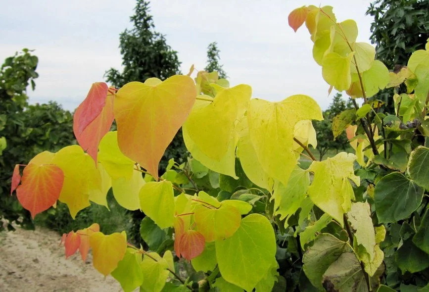 Hearts of gold autumn.jpg