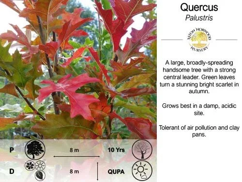 Quercus Palustris | Pin Oak