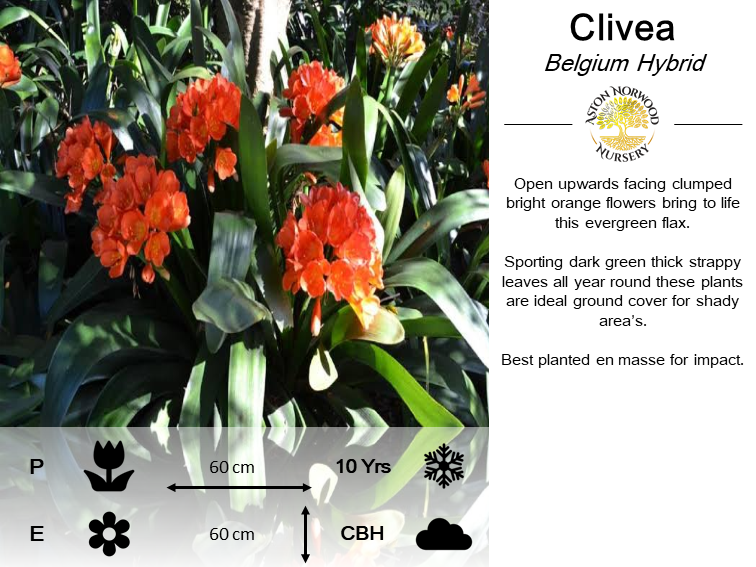 Clivea Belgium Hybrid