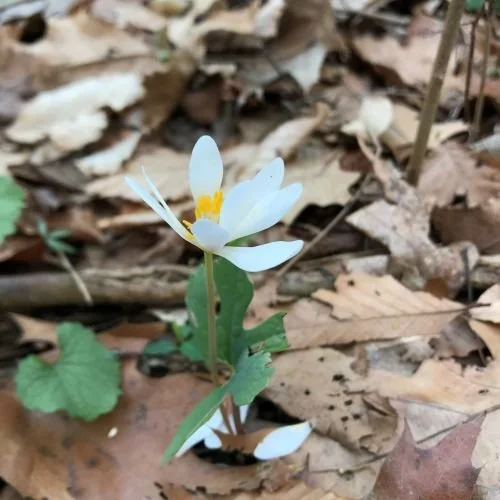 Spring Ephemeral Walk in the Woods