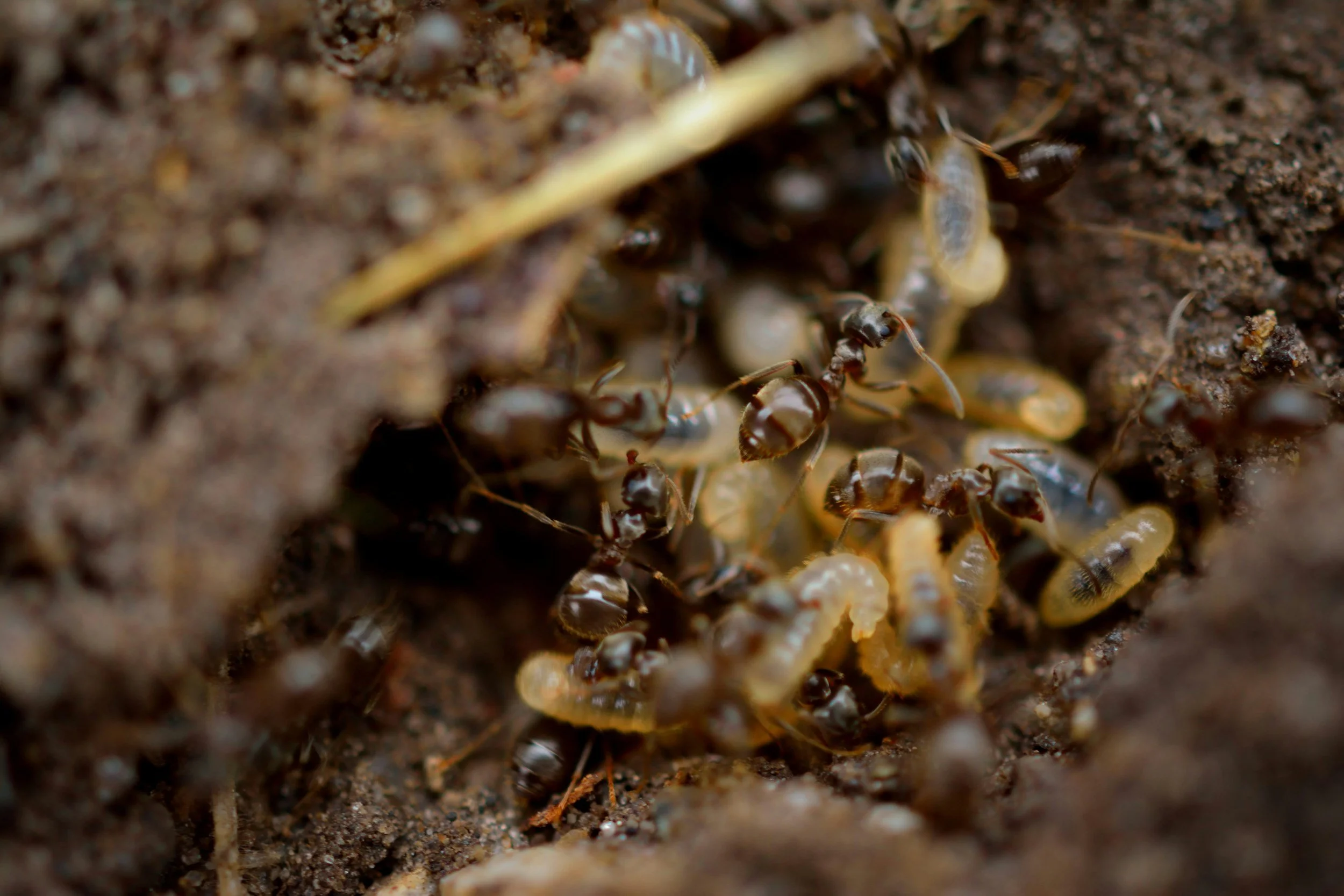 residential and commercial pest control San Antonio Texas