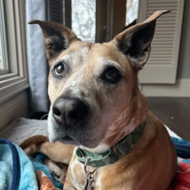 Kitty the dog; CTHP's Company Mascot