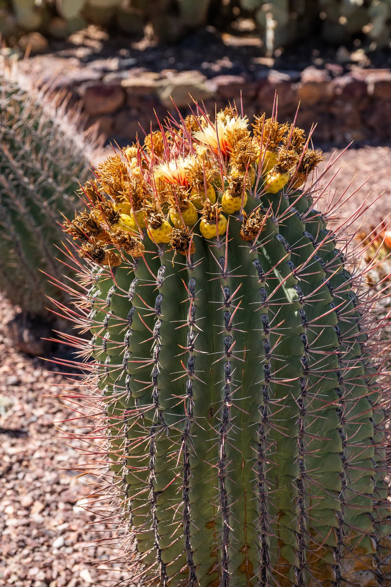 Arizona 2025 Social-127.jpg