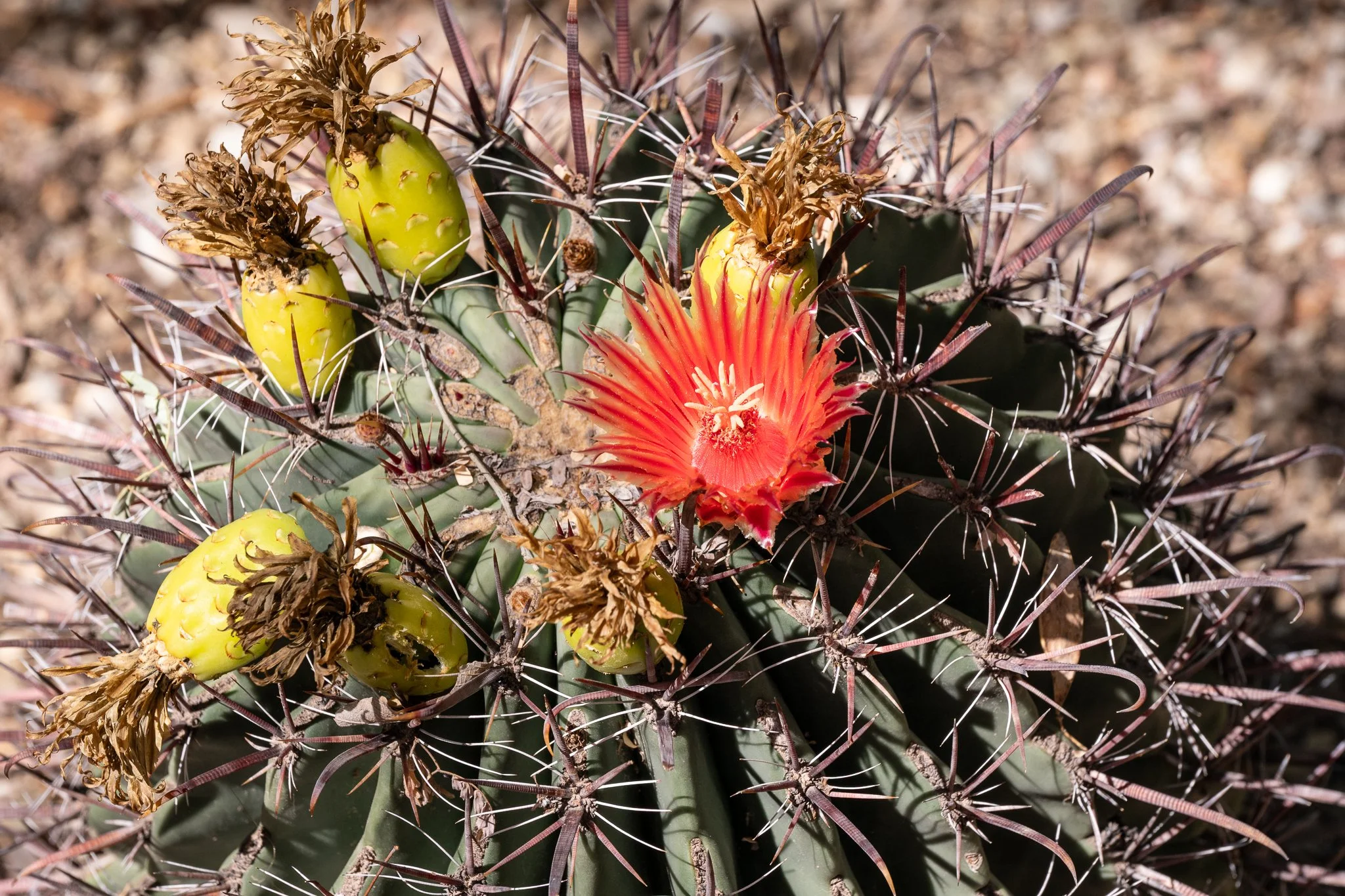 Arizona 2025 Social-135.jpg