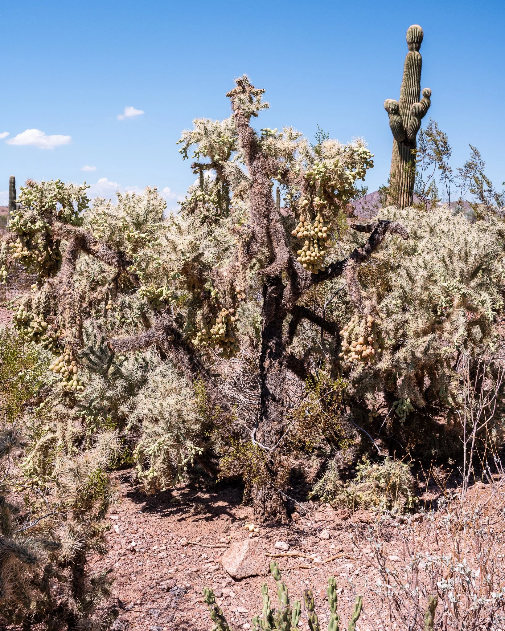 Arizona 2025 Social-137.jpg