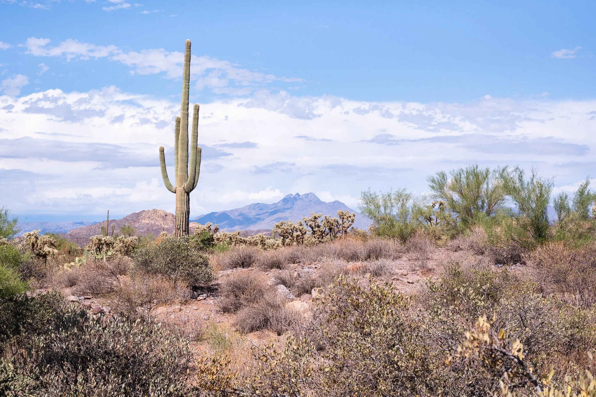 Arizona 2025 social-101.jpg