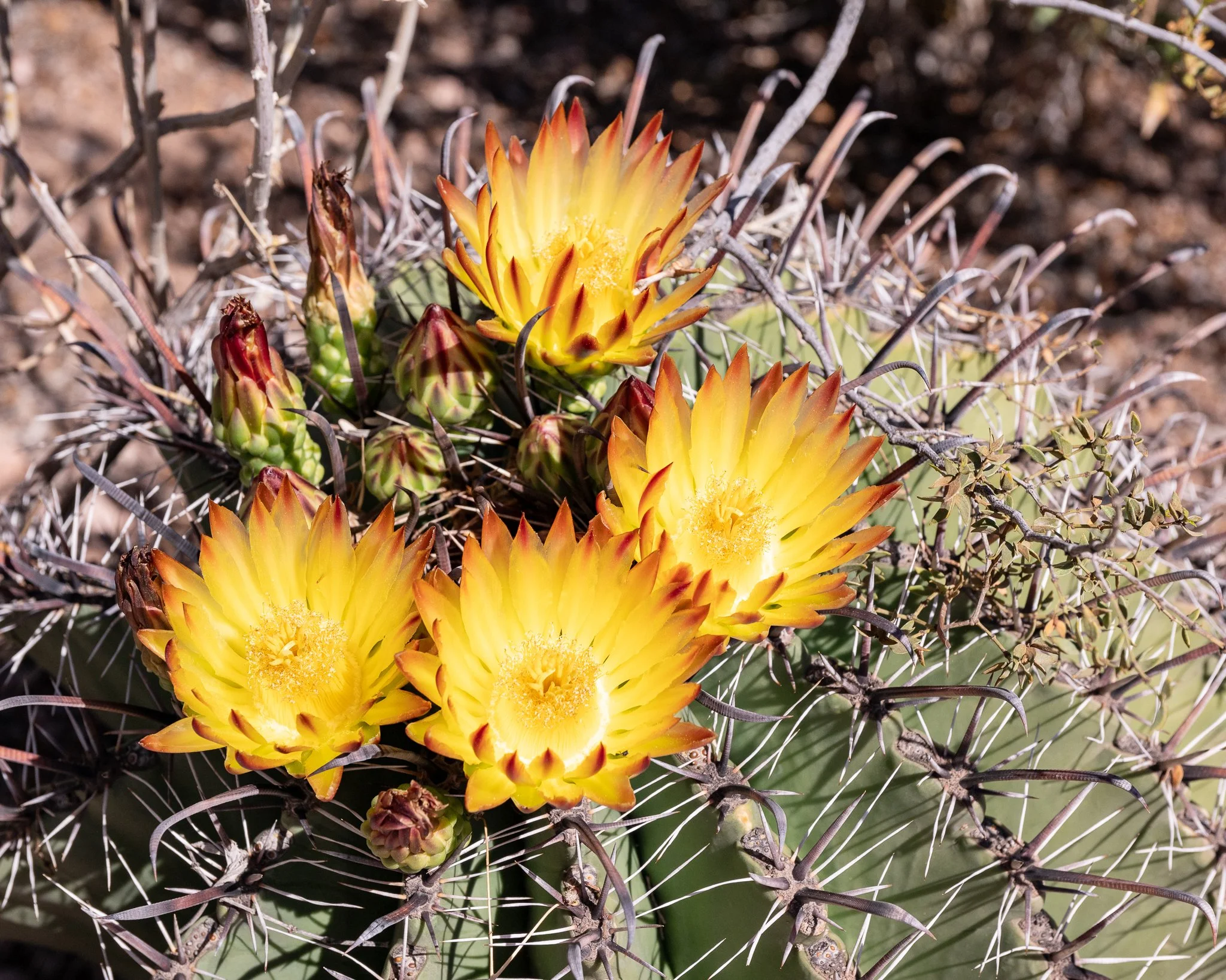 Arizona 2025 Social-139.jpg