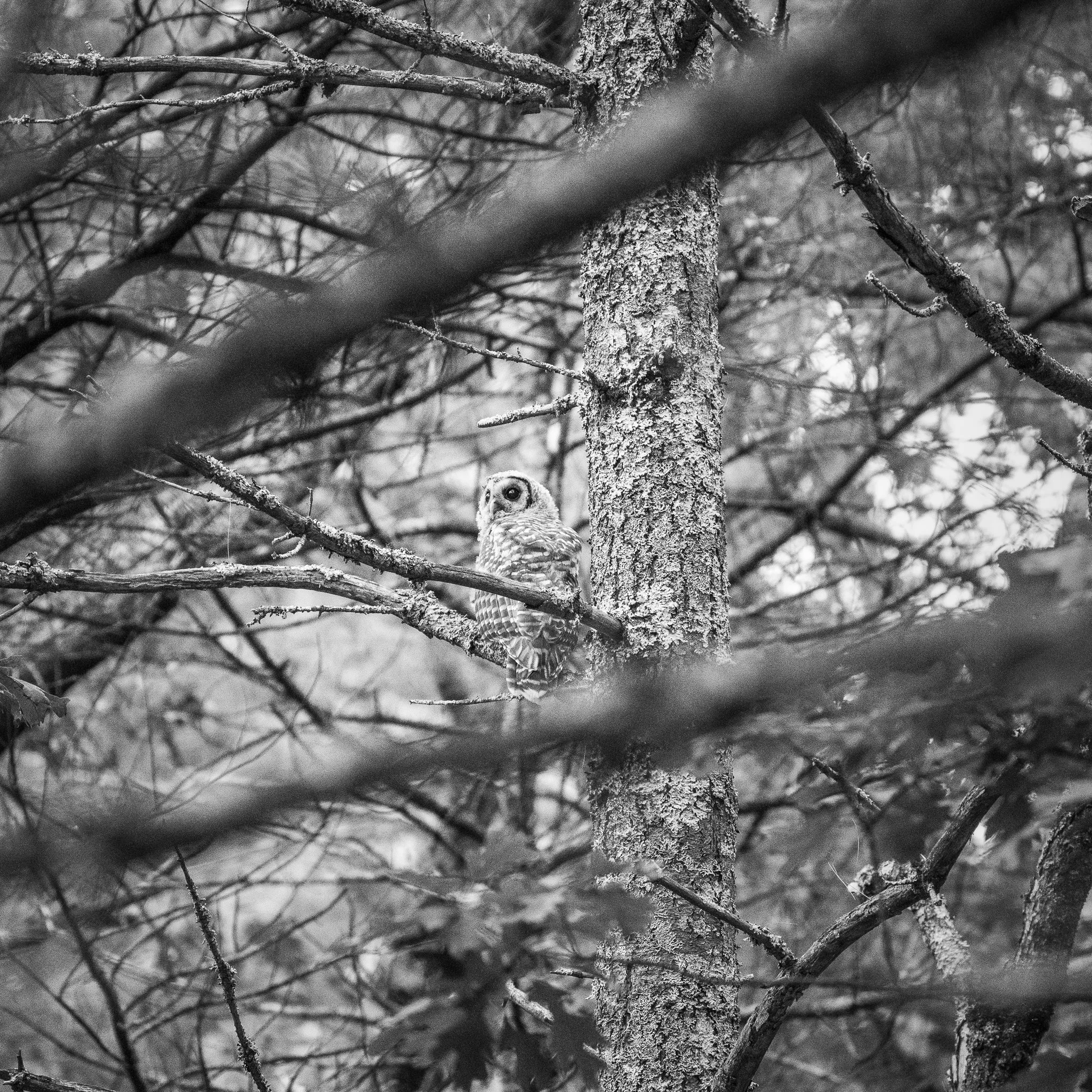 Assabet Owls 071325 social-2.jpg