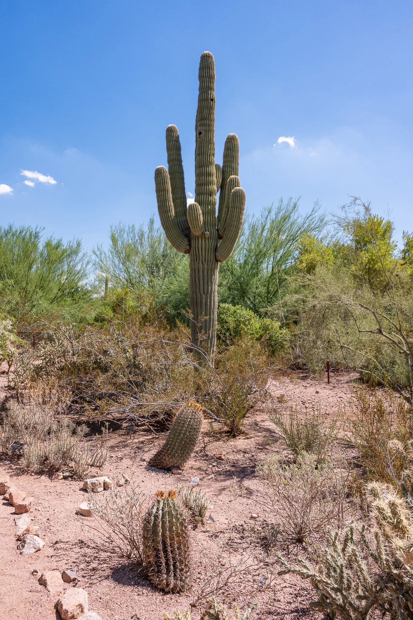 Arizona 2025 Social-129.jpg