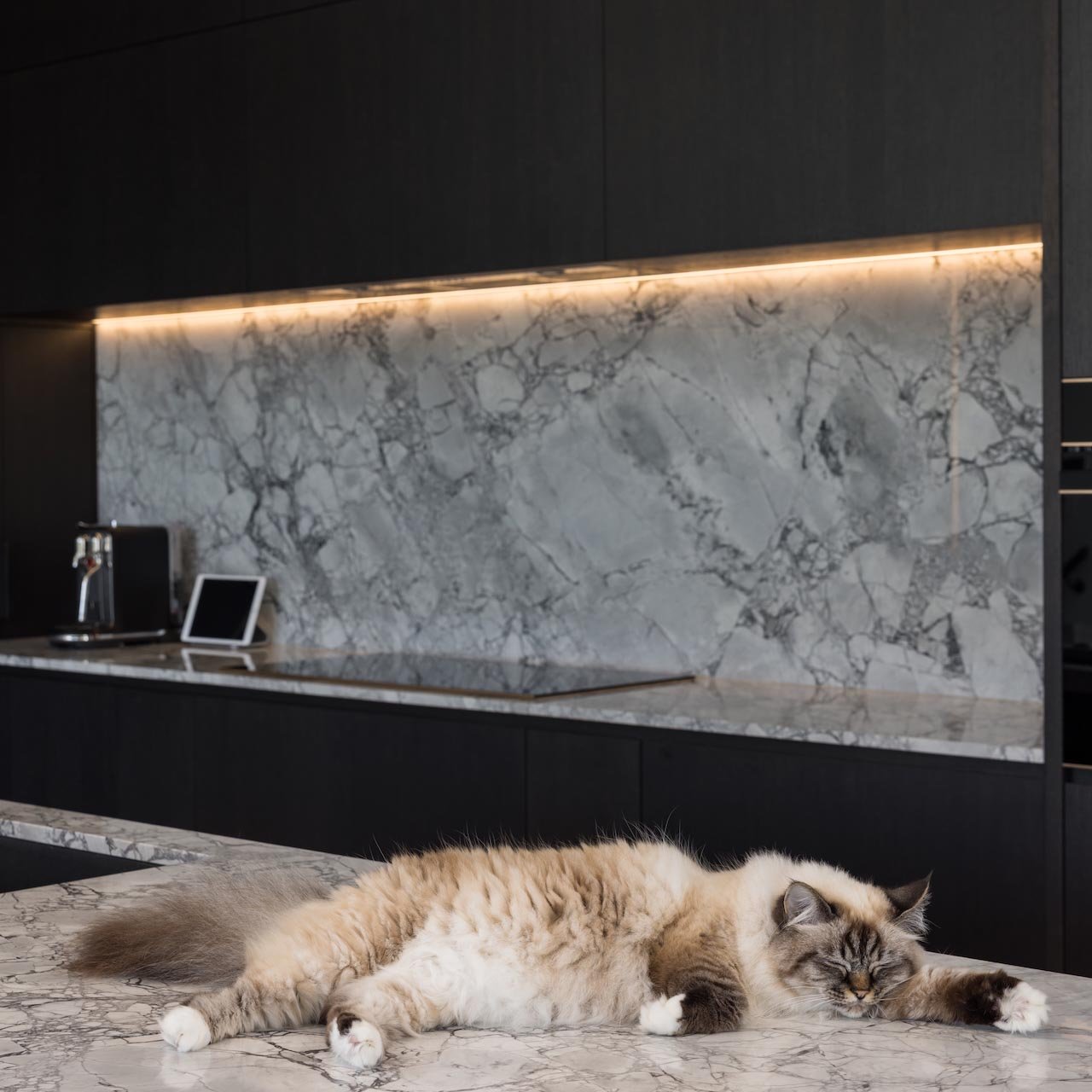 Close up of marble kitchen bench with sleeping cat on top.