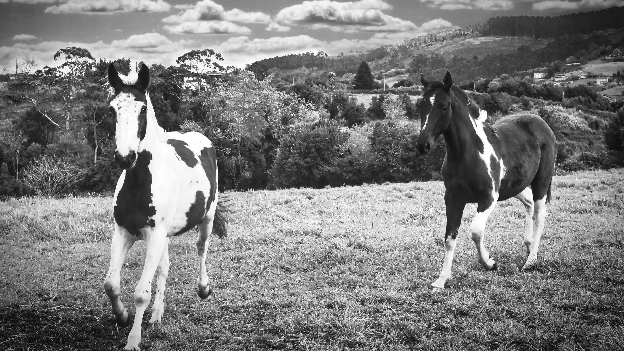 Piebold are B&amp;W
#horsetrust