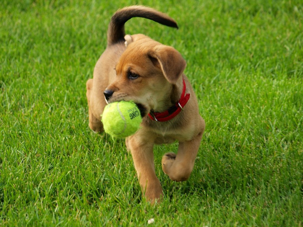 Blog-Tennis-Balls.jpg