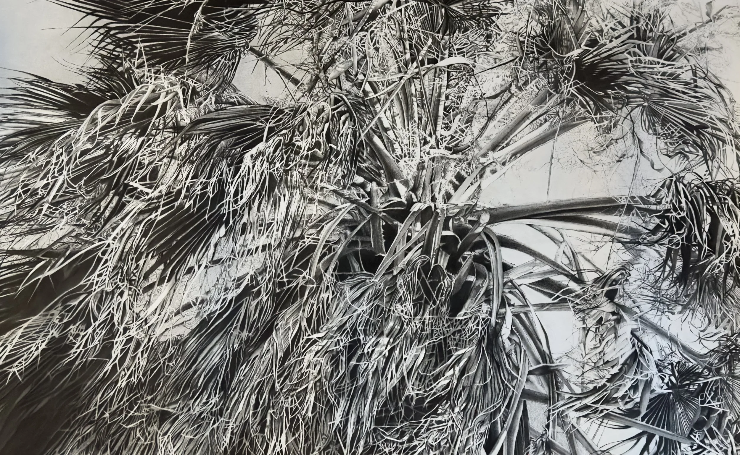 Catherine L. Ruane  I  Elder  I  Charcoal, graphite on paper  I  52 x 84 in
