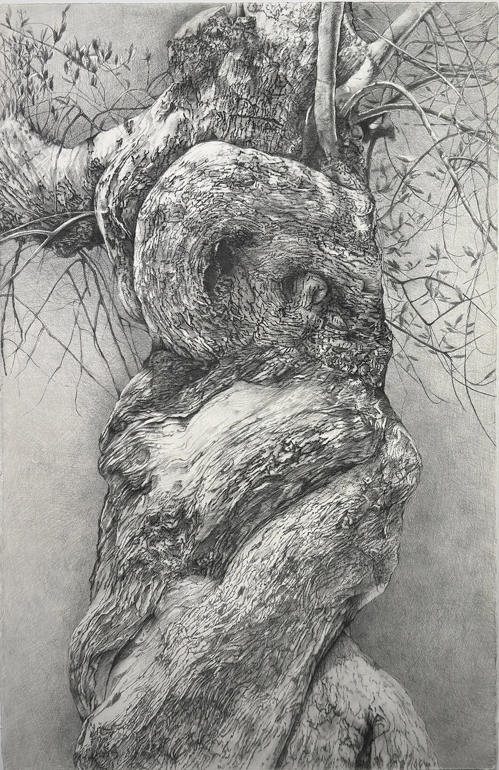 Catherine Ruane  I  Old Olive  I  Charcoal & Graphite   45 x 31 in