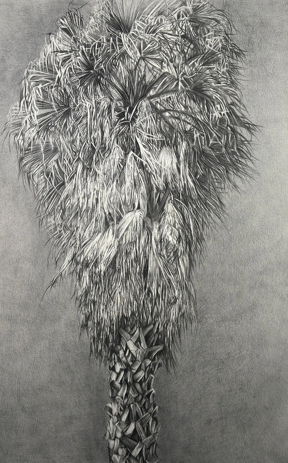 Catherine Ruane  I  Sierra Madre Palm  I  Charcoal & Graphite   45 x 31 in