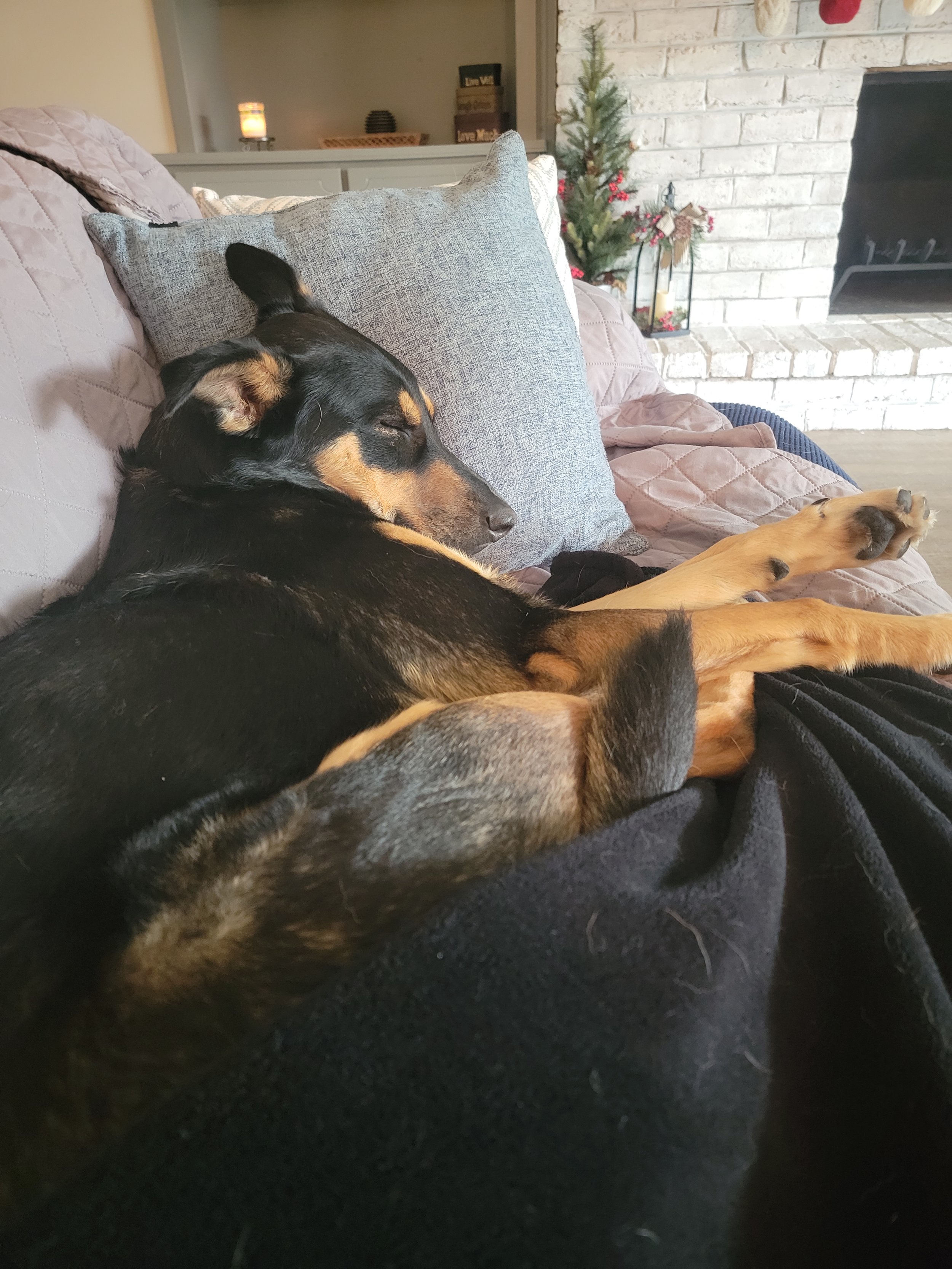 A black and tan dog sleeping on a gray pillow on a beige quilted couch in a cozy living room with a white brick fireplace and small decorated Christmas tree.