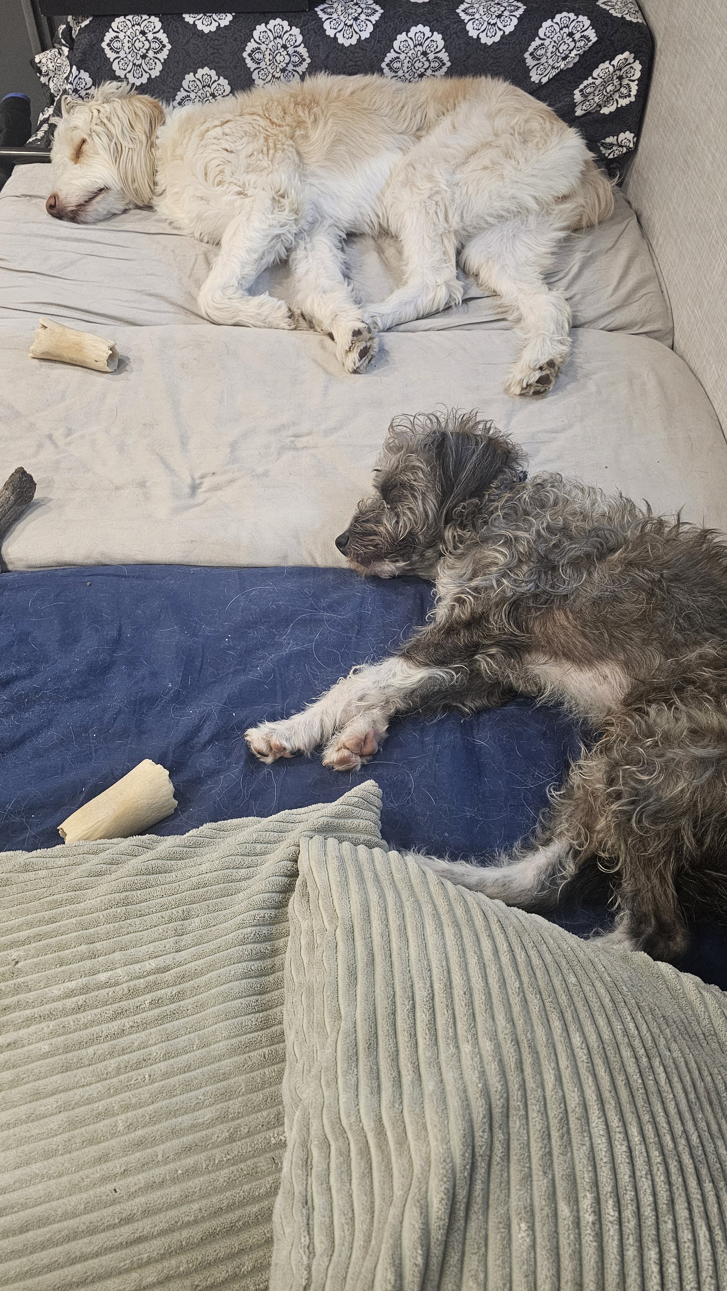 Two dogs sleeping on a couch with one propped against a pillow and the other stretched out near a blanket.