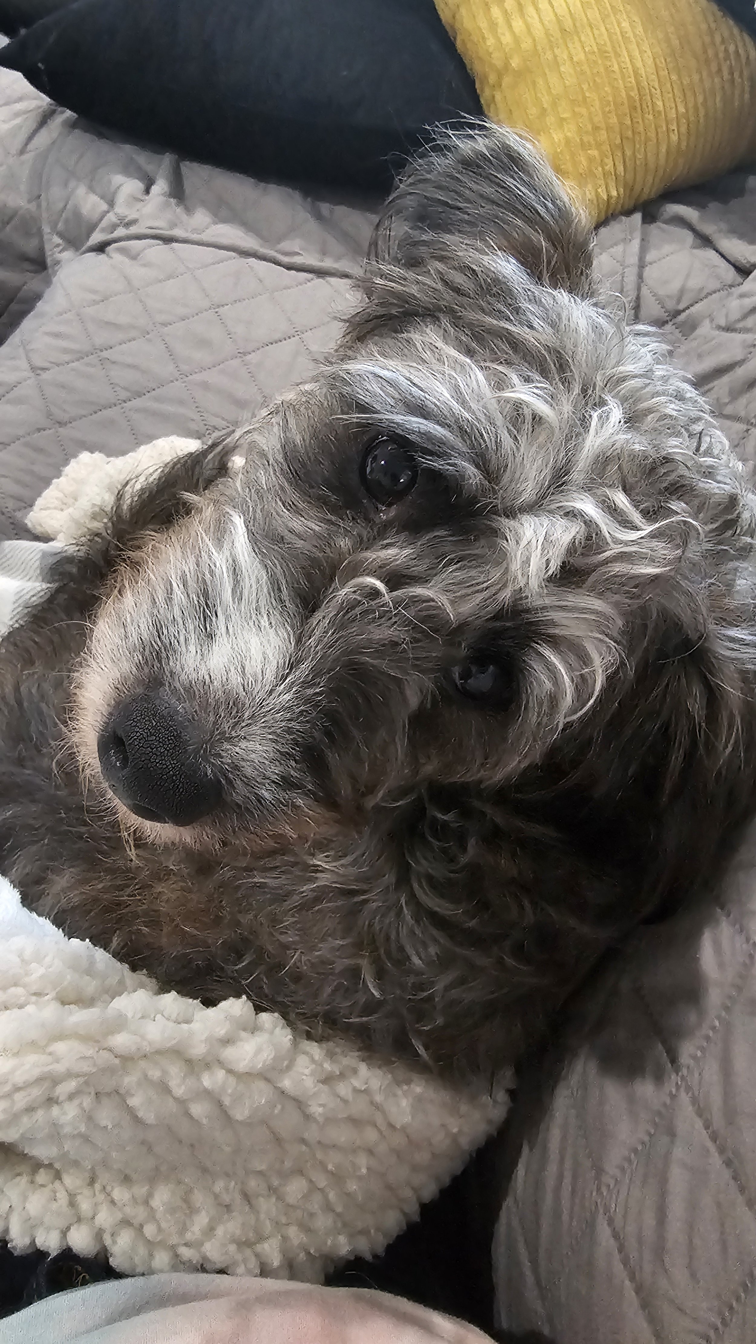 Close-up of a fluffy dog with curly fur laying on a quilted blanket, looking at the camera.