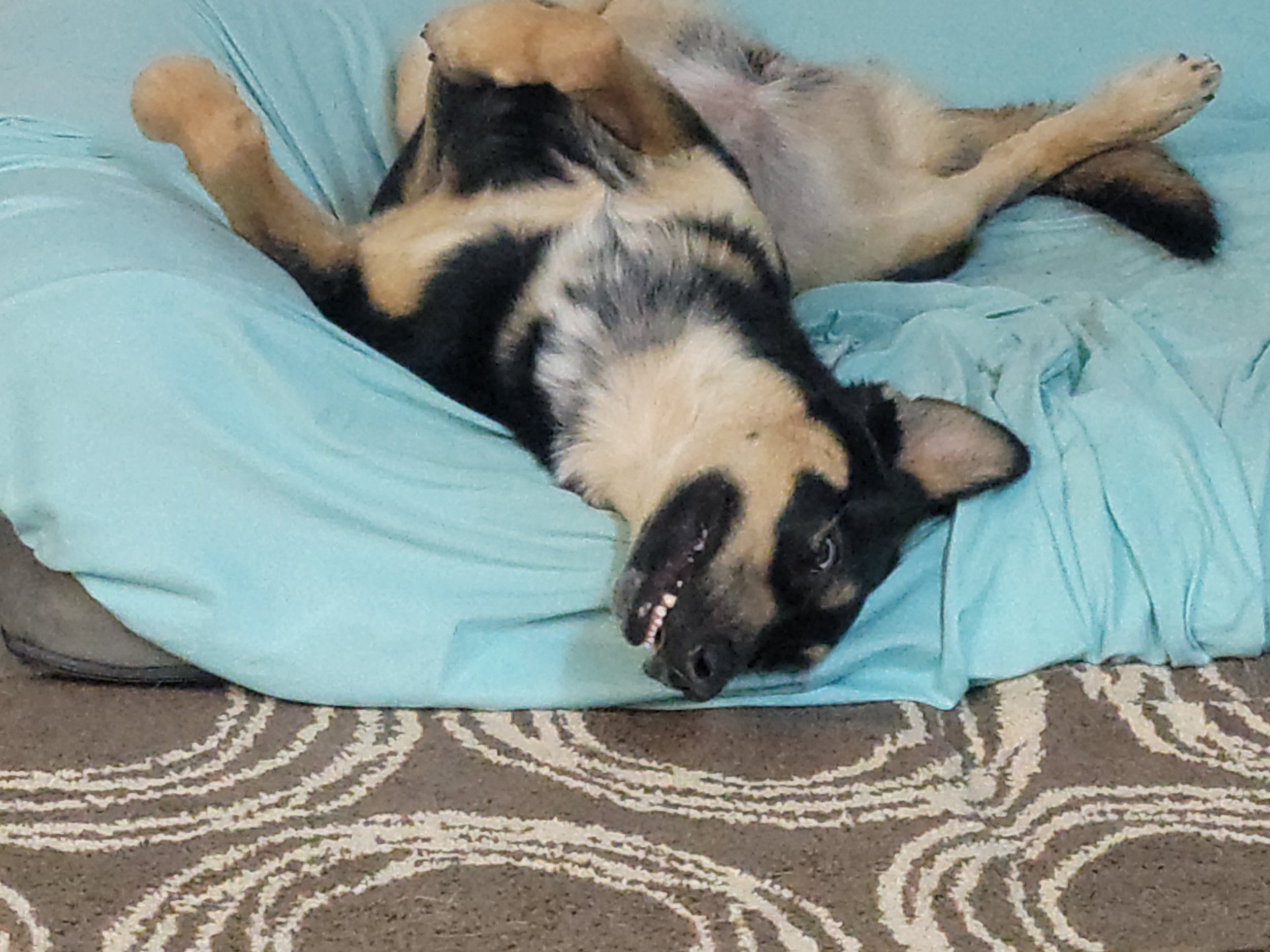 A dog lying on a light blue cushion on a patterned carpet, resting with its belly exposed and head turned sideways.
