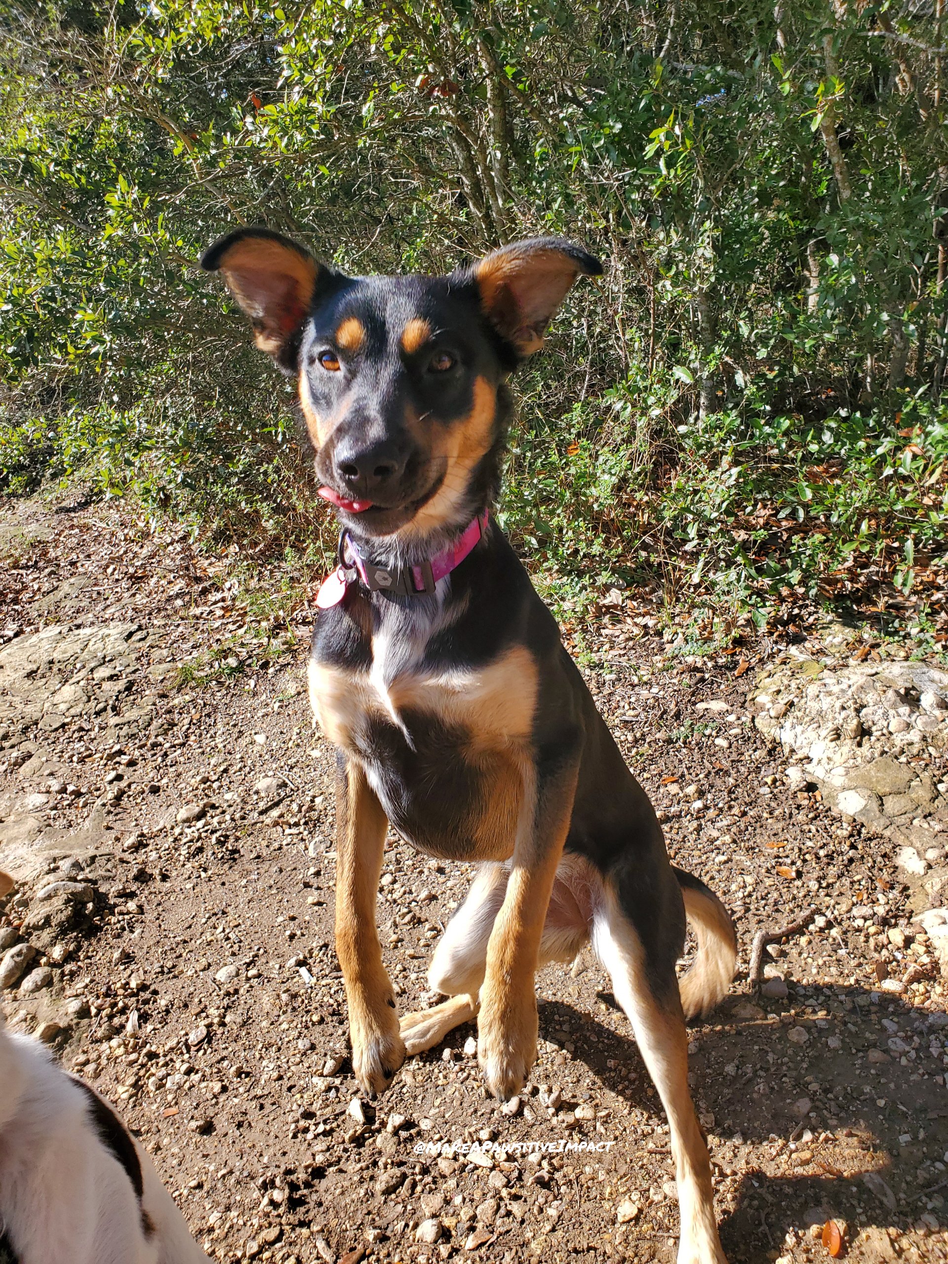 A smiling black, tan, and white dog sitting outdoors on a dirt trail in front of green bushes.