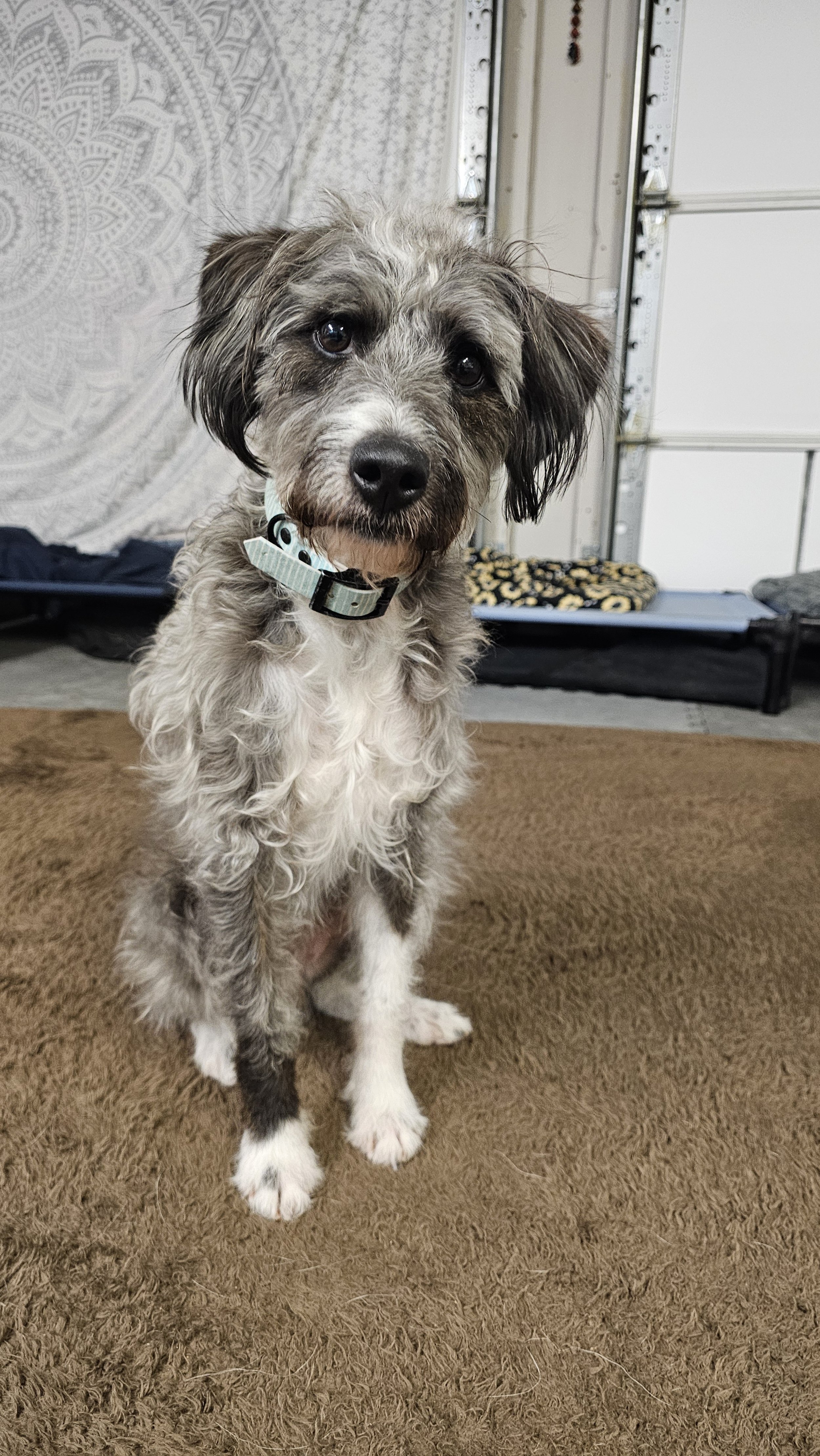 A cute puppy with a curly coat sitting on a brown carpet in a garage, looking directly at the camera.
