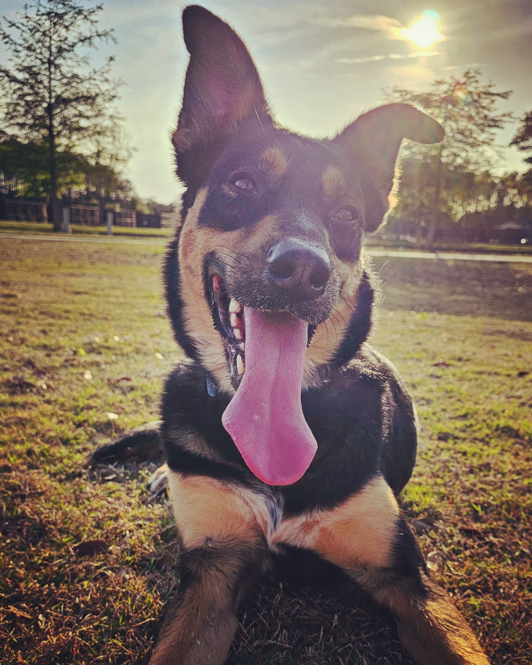 A happy dog with its tongue hanging out, sitting on grass in a park during sunset.