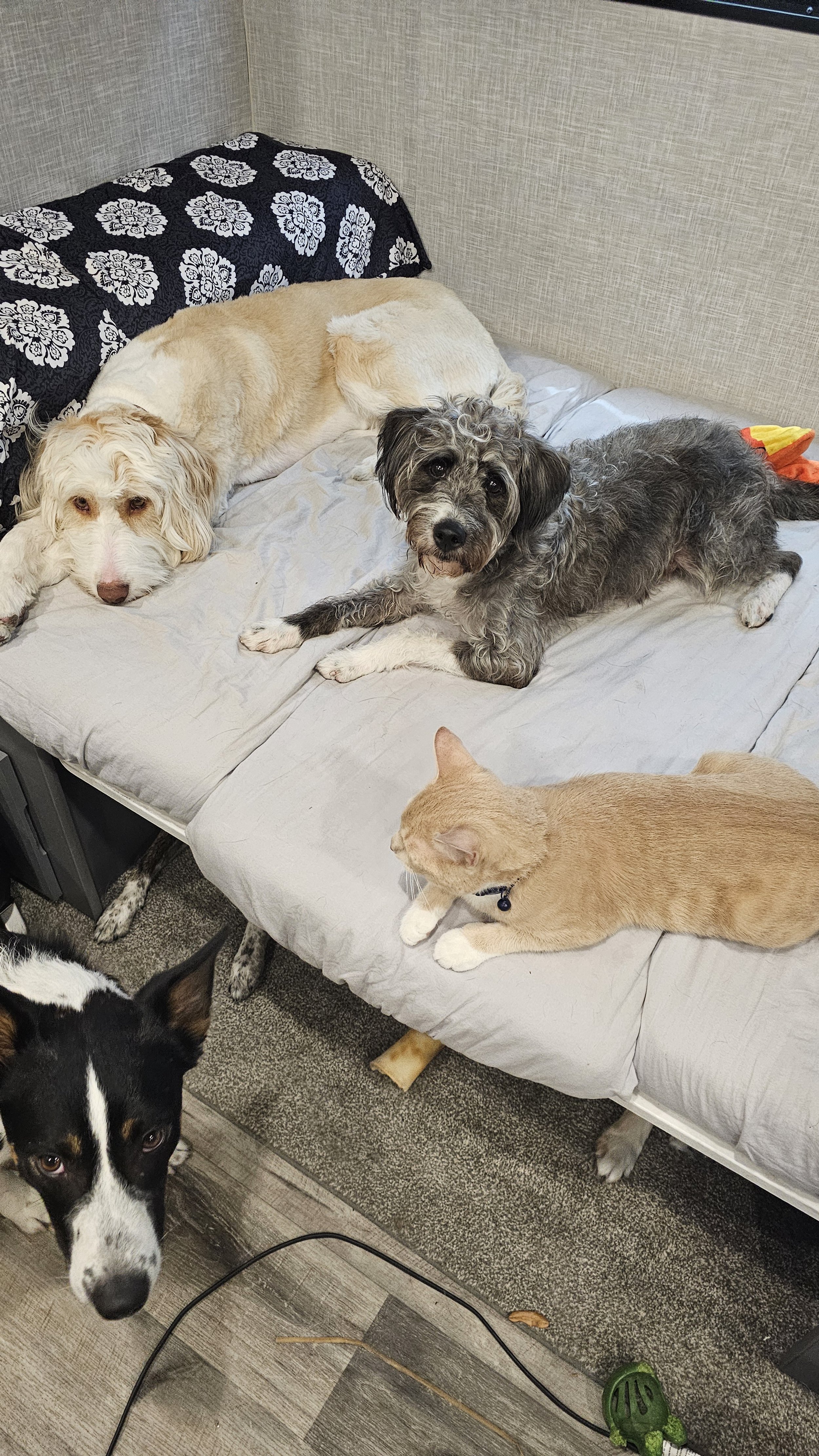 A bed with four pets lying or sitting on it: a white dog with curly fur, a gray and white mixed breed dog, an orange tabby cat, and a black and white dog standing on the floor nearby.