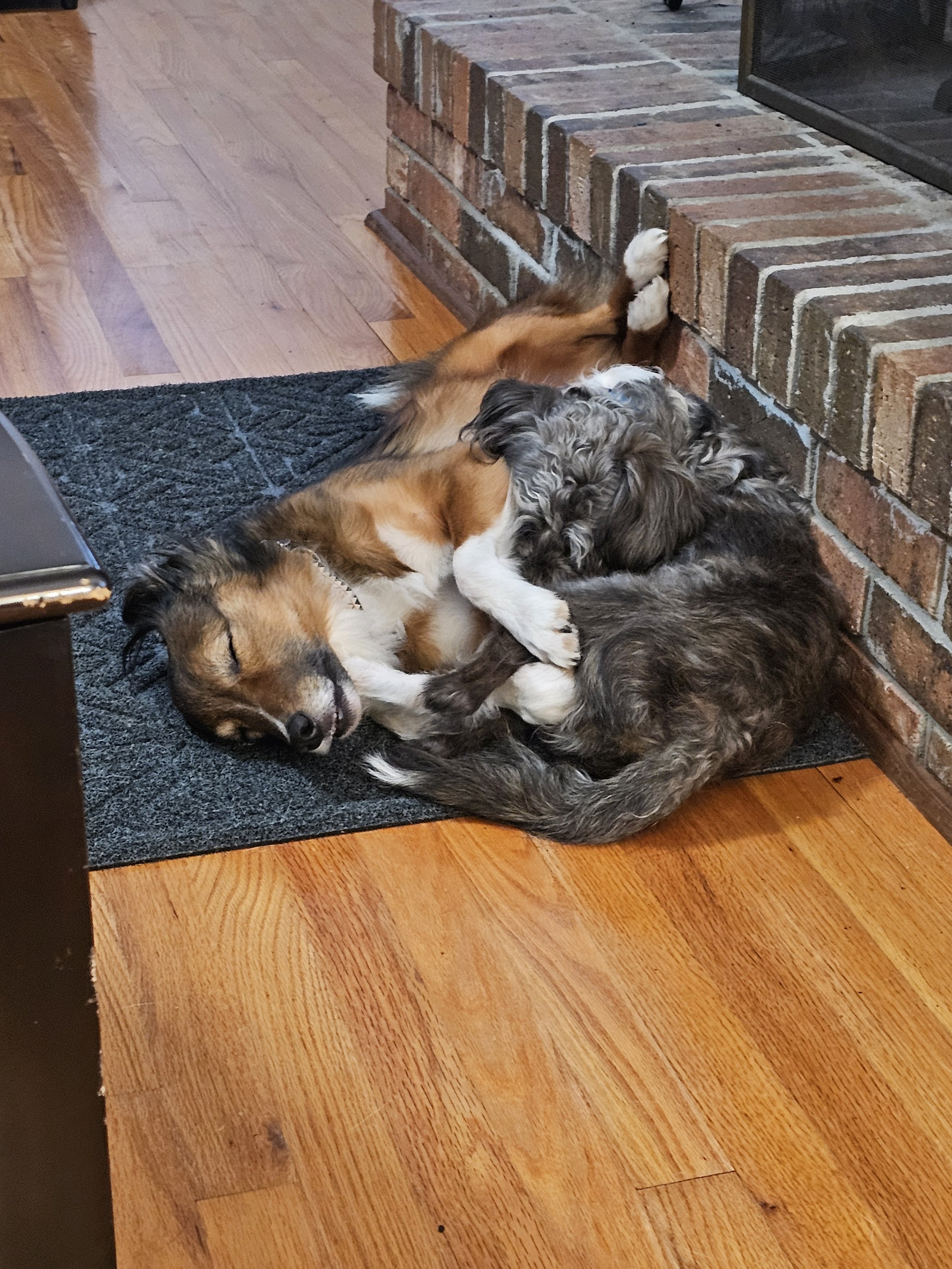 Two puppies cuddling and playing on a black rug near a brick fireplace and wooden floor.