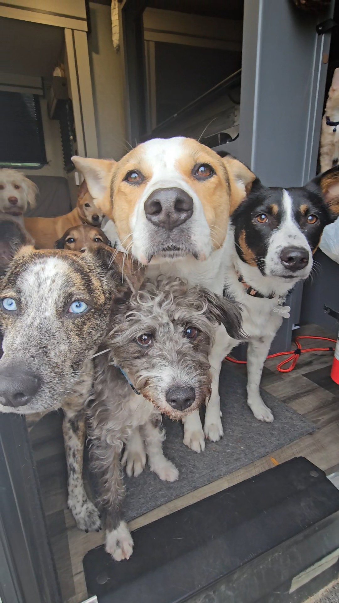 Six dogs of various breeds and sizes peering out from a doorway.