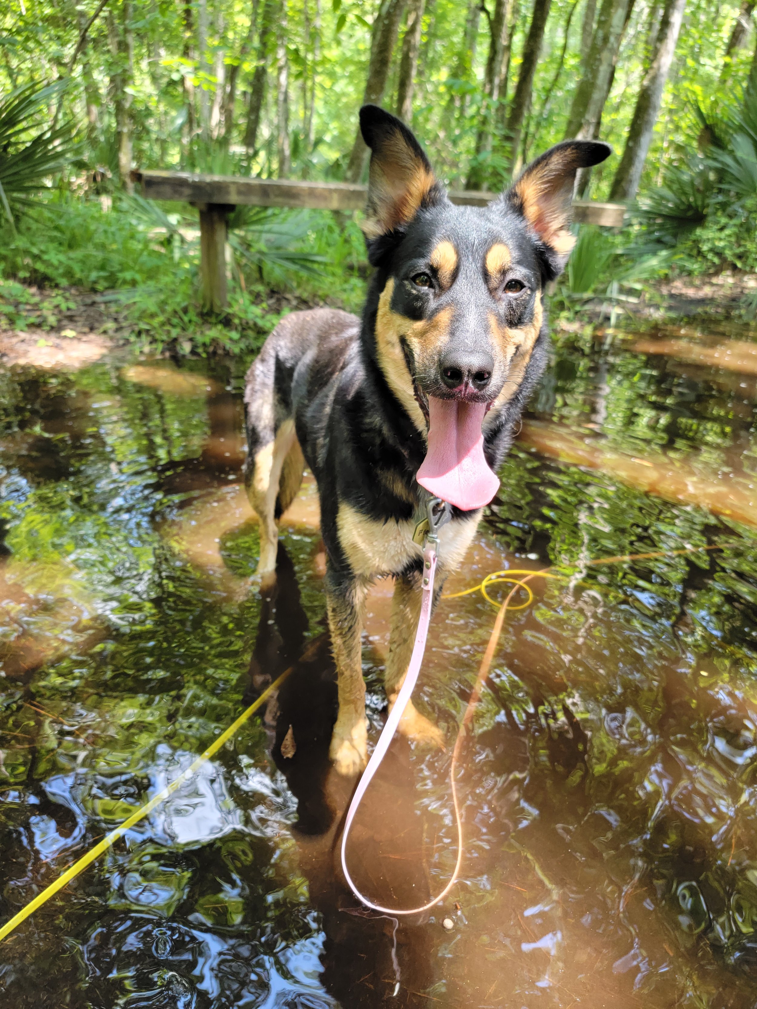 Happy dog standing in a shallow stream in a green forest, sticking out its tongue.