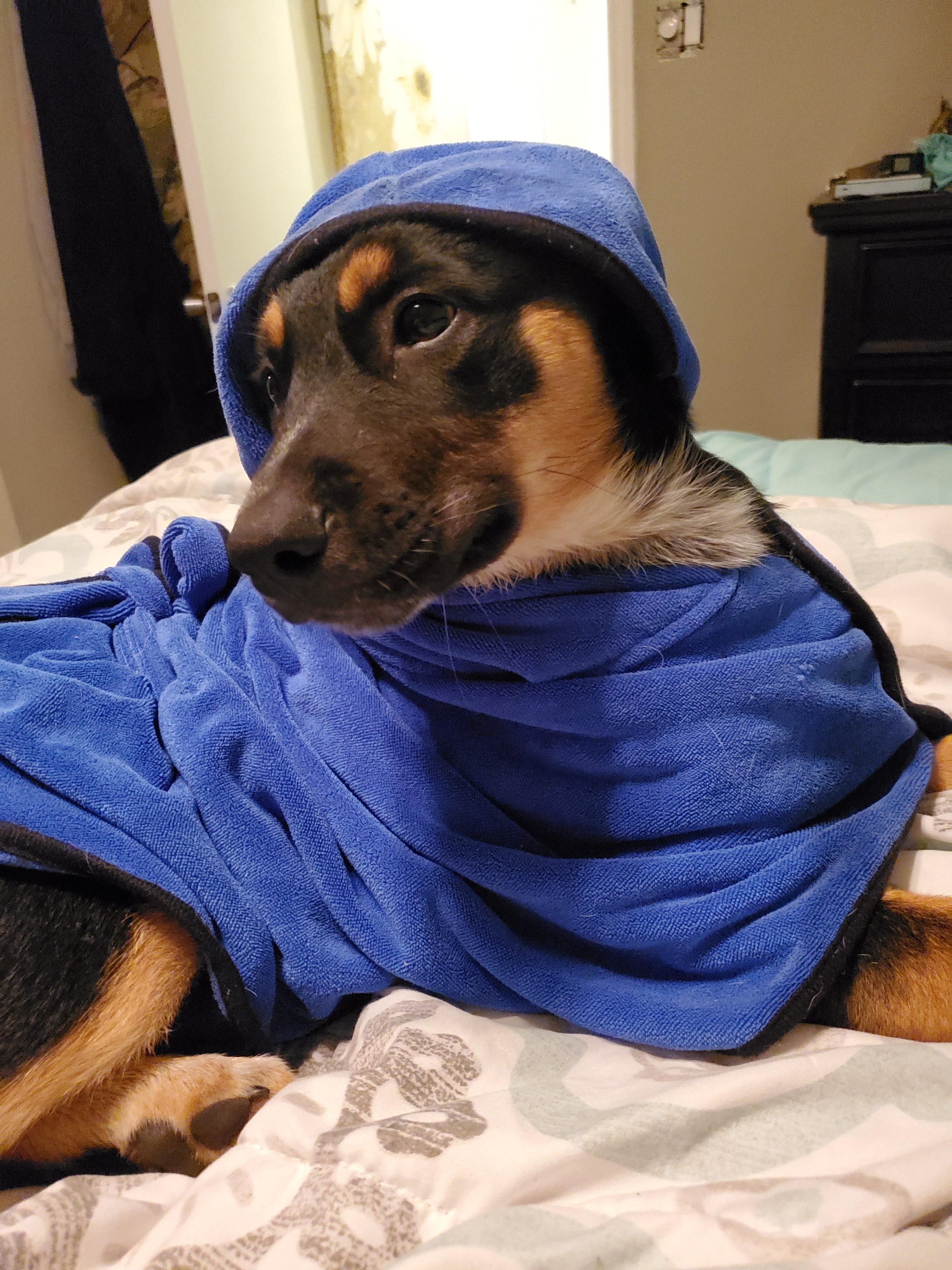 A dog wearing a blue hoodie lying on a bed.