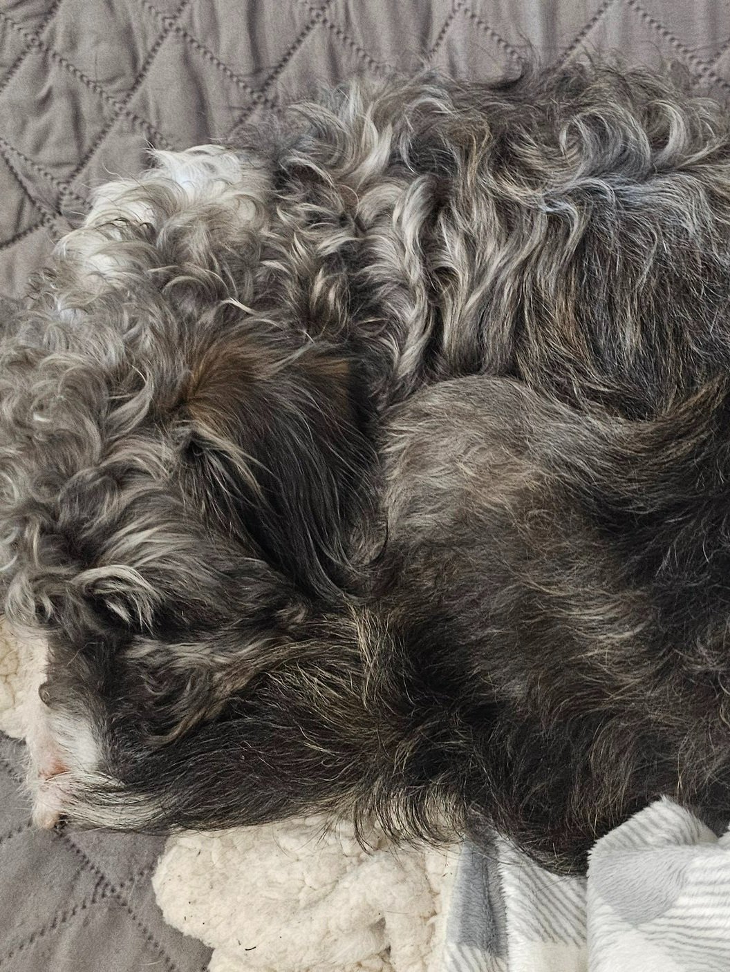 A dog with curly gray fur sleeping on a blanket.