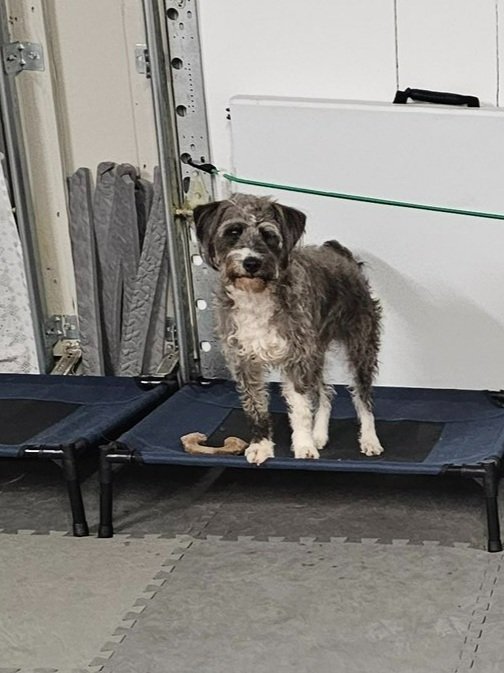 A small, scruffy dog standing on a raised platform with a toy bone in front of it, in a garage or workshop setting.