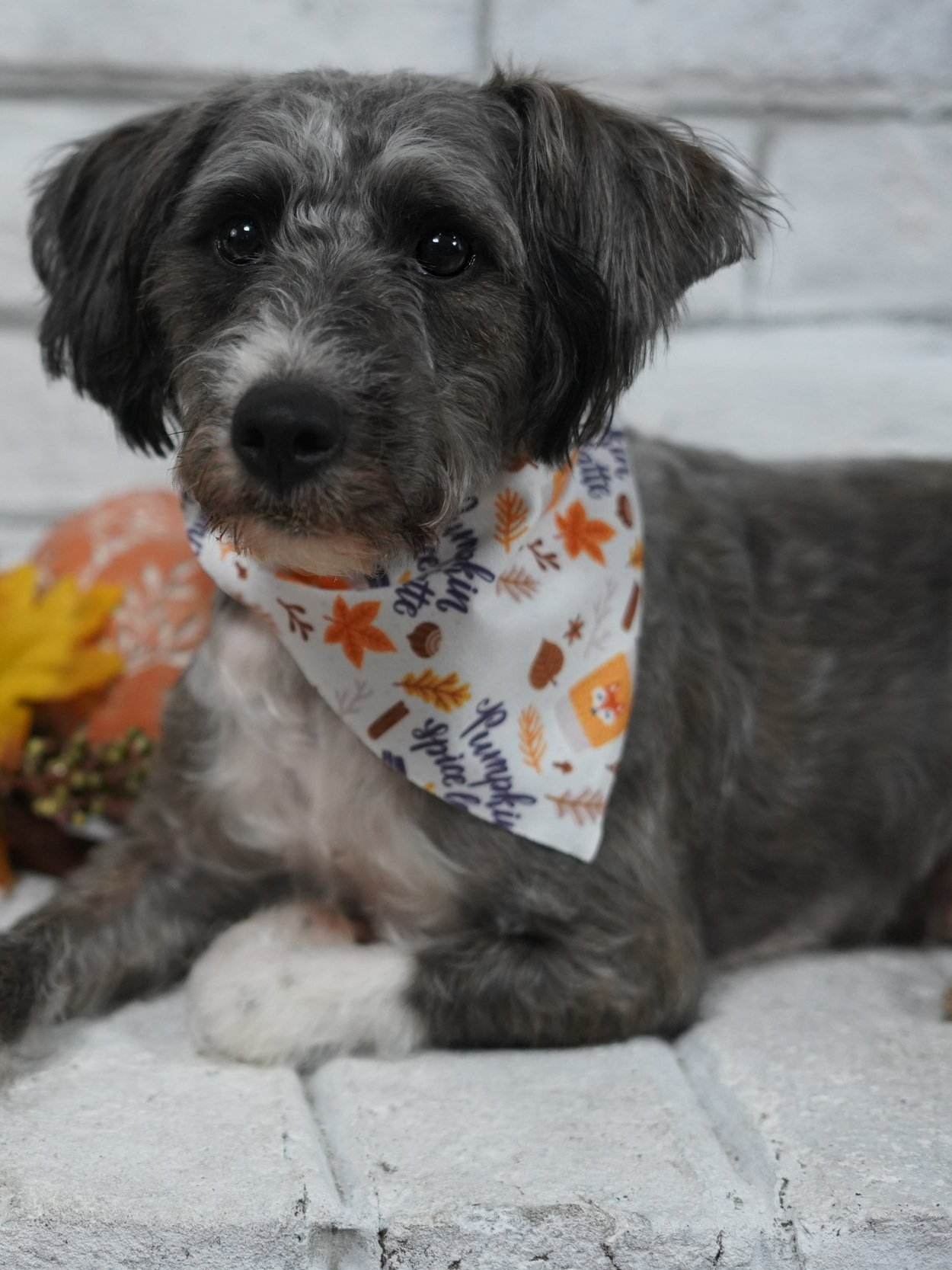 A small dog with curly fur, wearing a white bandana with autumn leaves, sitting on gray bricks in front of a white brick wall, with fall decorations nearby.