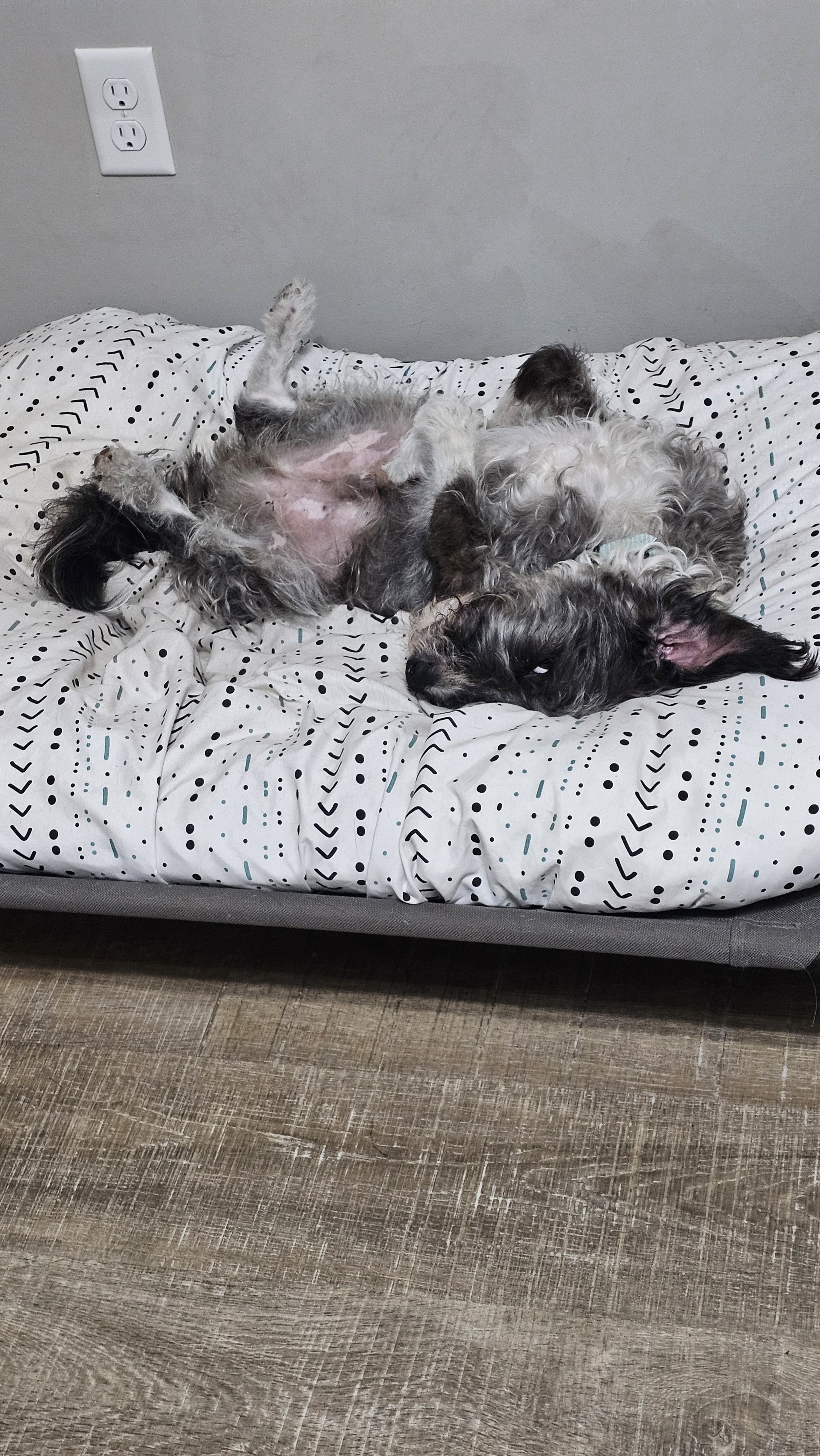 A dog lying on its back on a bed with black and white patterned sheets, revealing its belly and relaxed posture.
