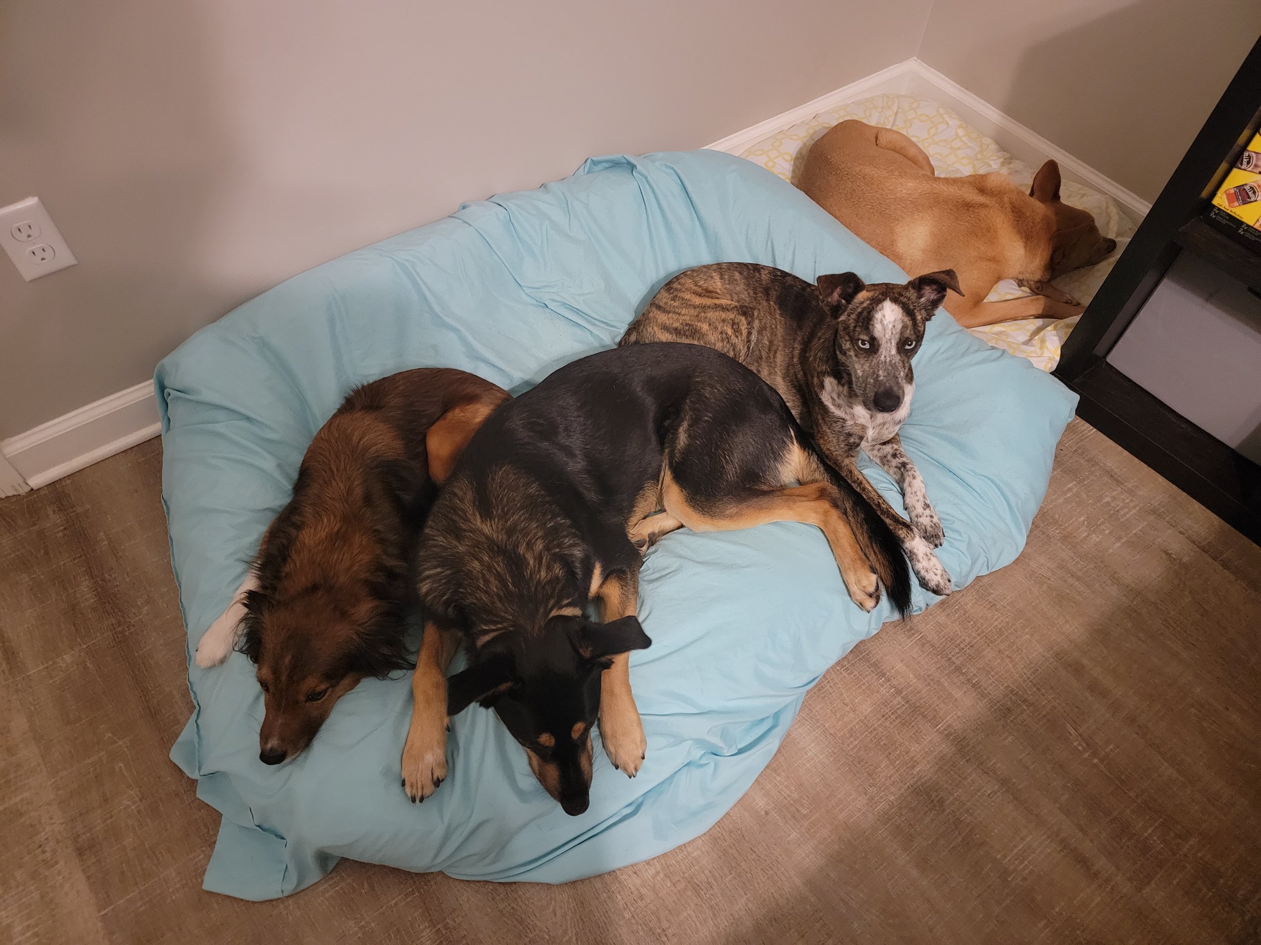 Four dogs resting on a light blue blanket on the floor near a wall and a bookshelf.