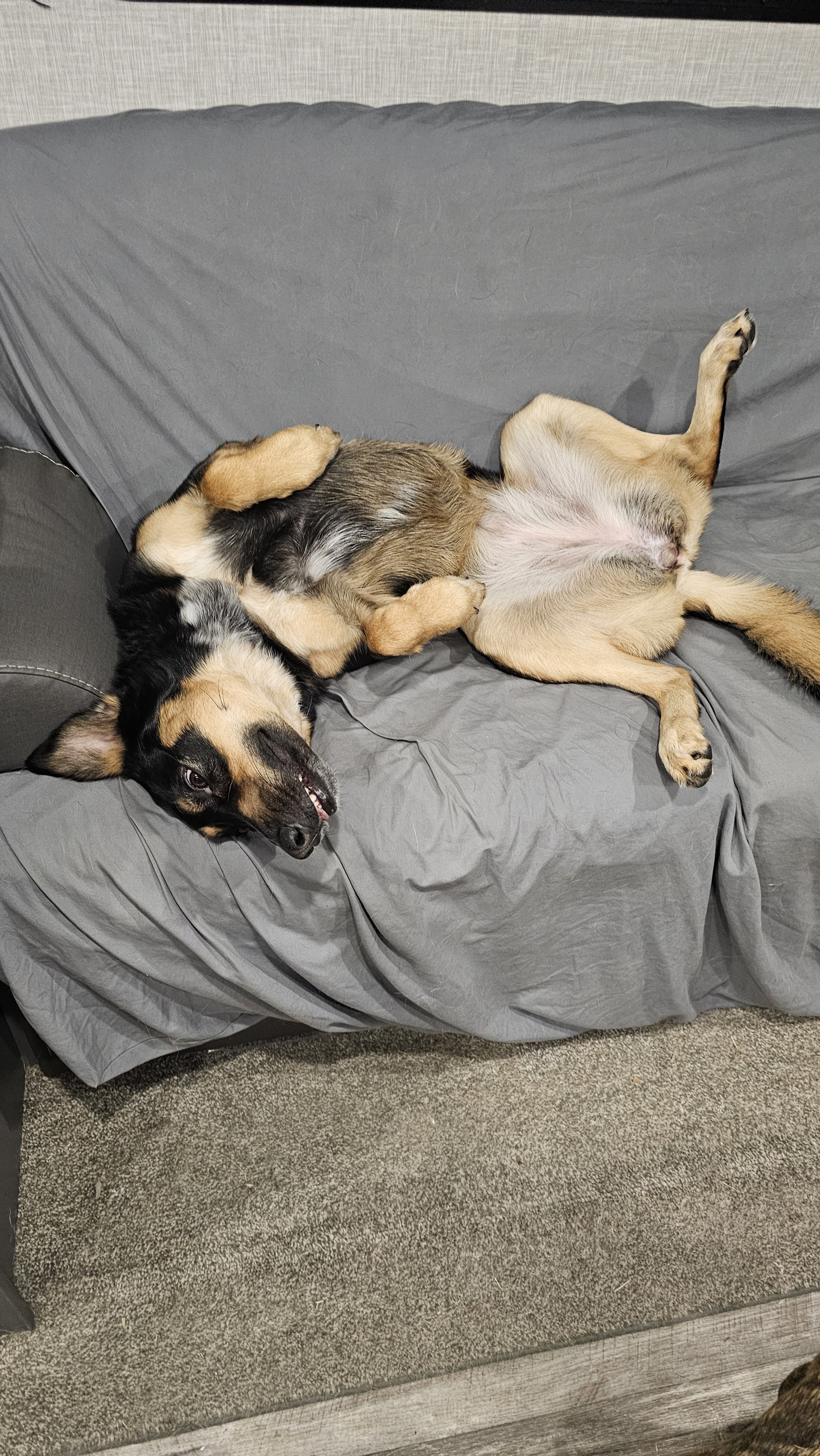 A dog lying on its back on a gray couch with its legs in the air and head turned to the side.