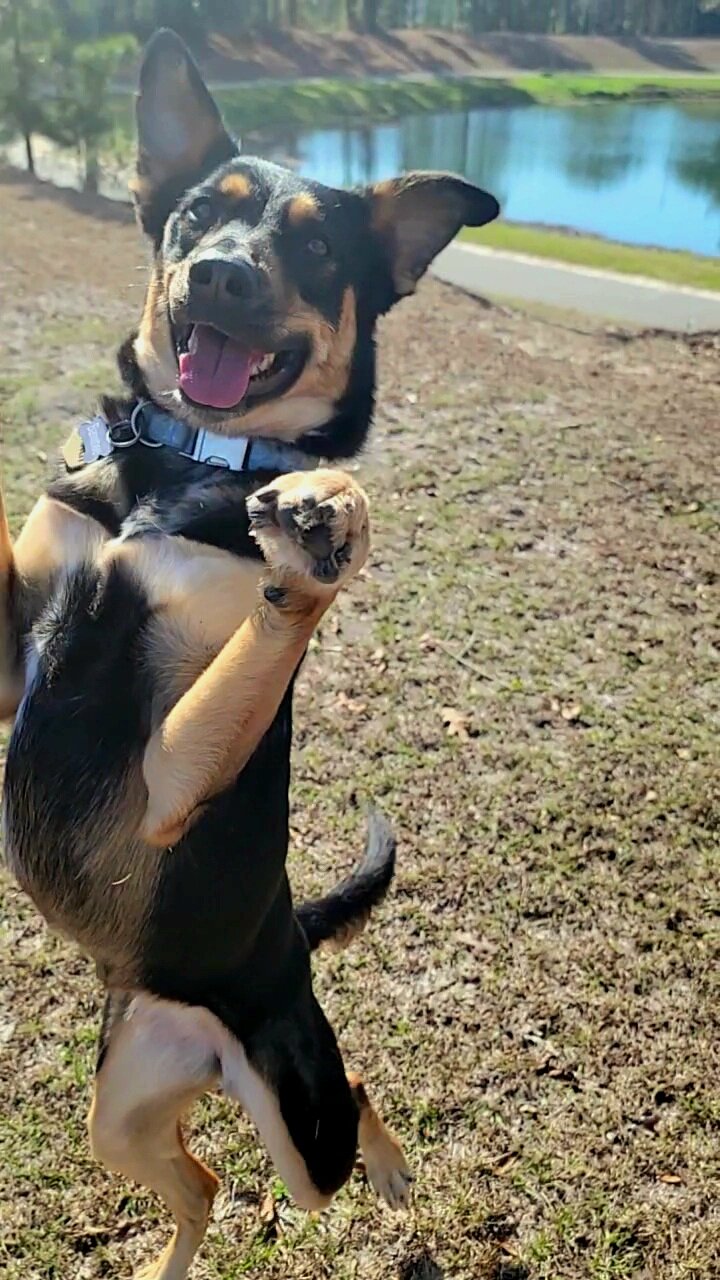 A happy black and tan dog standing on its hind legs outdoors near a body of water with trees in the background.