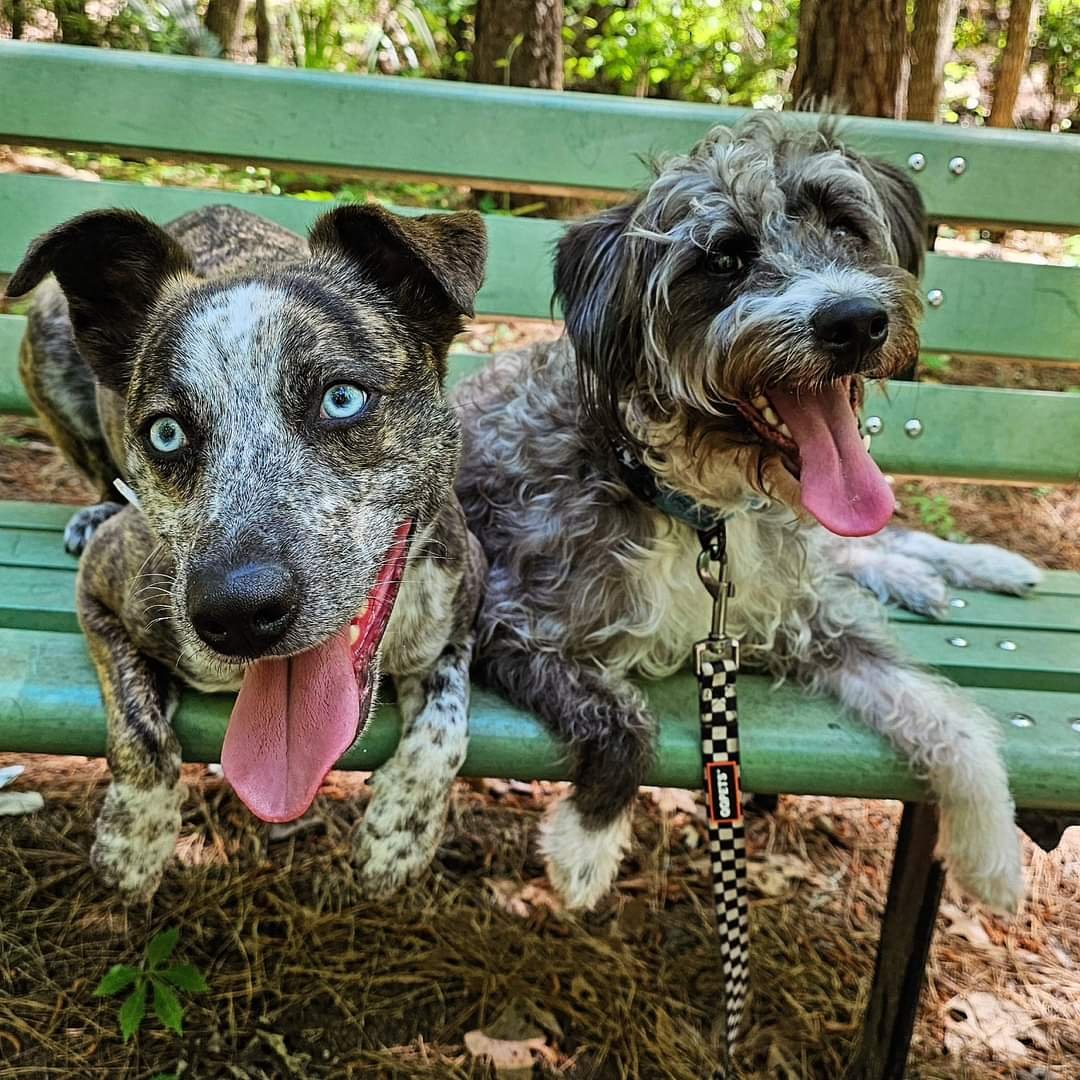 Two dogs sitting on a green park bench, surrounded by trees and ground covered in pine needles.